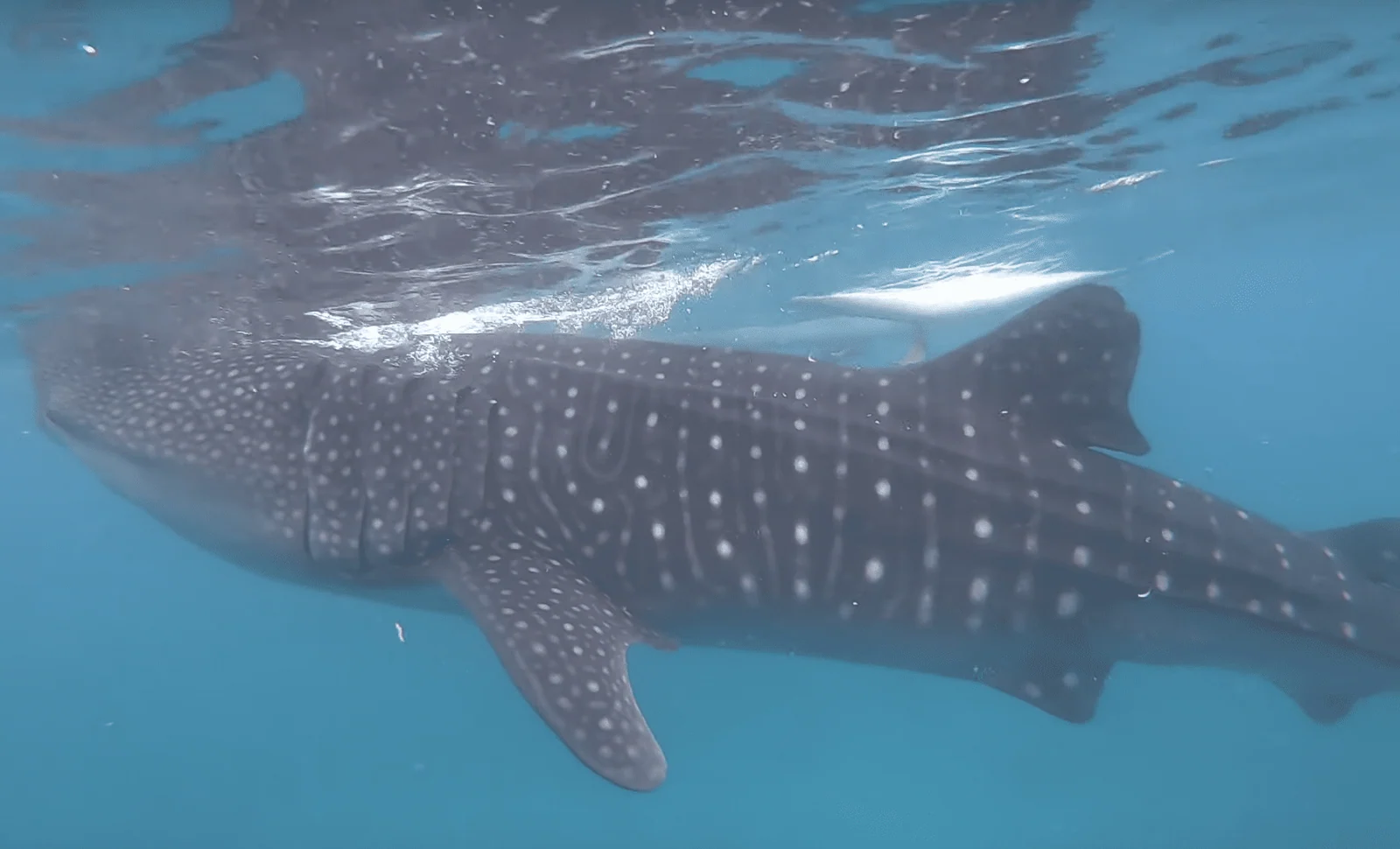 Whale shark