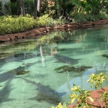 Sharks at Atlantis Bahamas