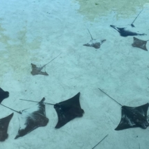 Stingrays Bahamas