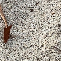 White Transparent Camouflage Crab, Lio Beach